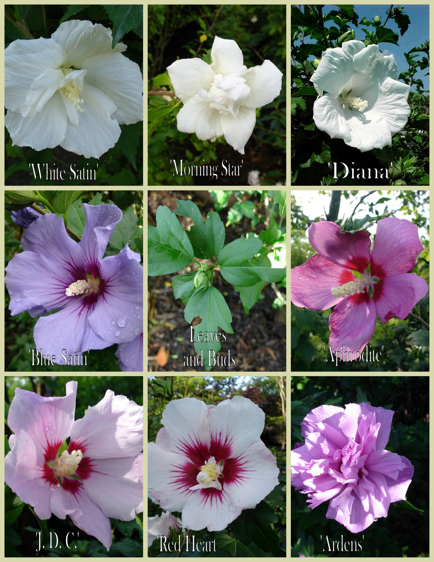 Hibiscus Syriacus Smoothie Fusion - View 4 from www redcrocus com