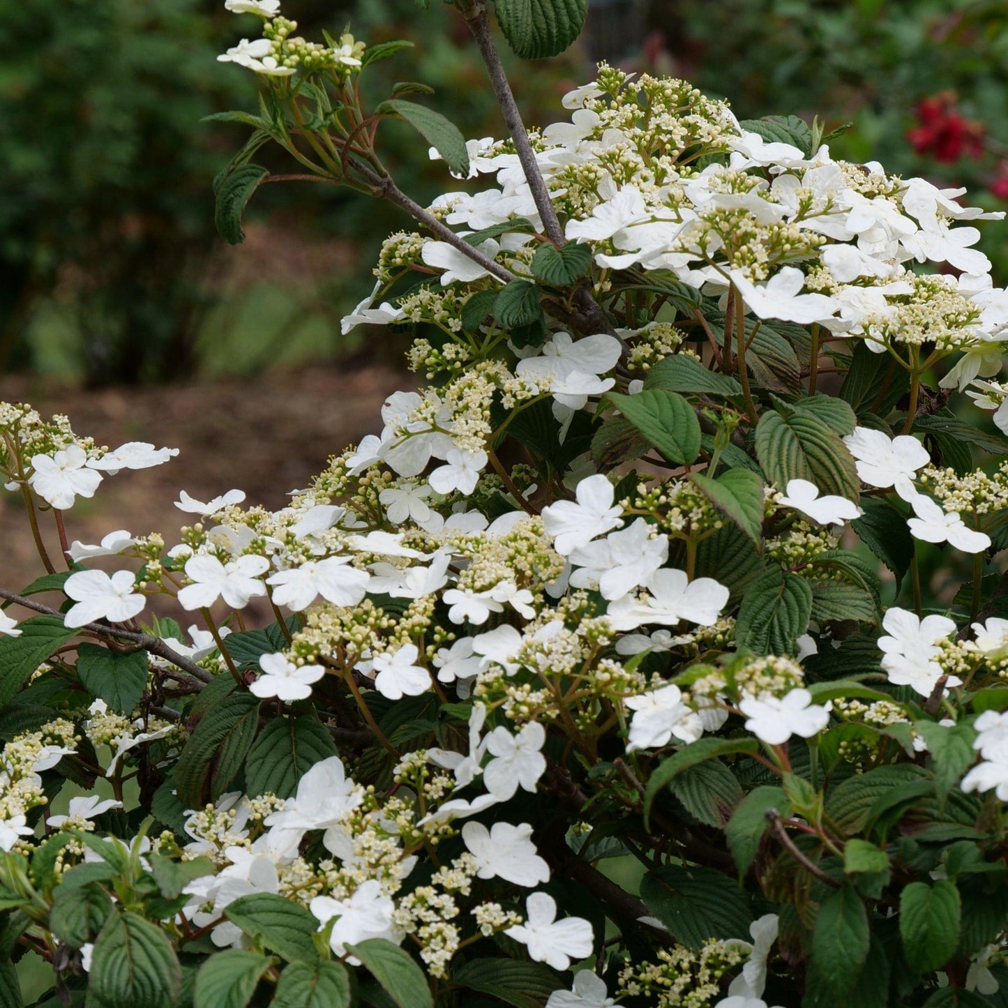 Viburnum Plicatum Var Tomentosum Steady Eddy - View 10 from www redcrocus com