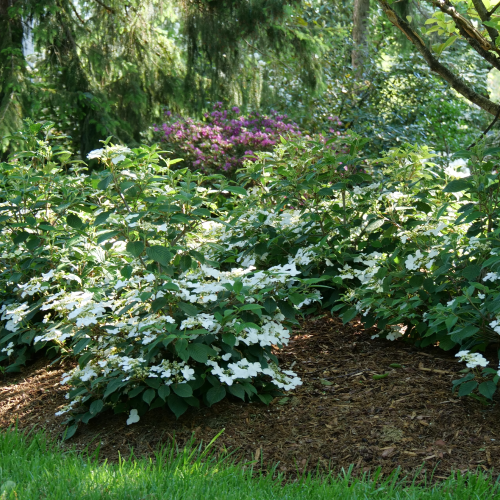 Viburnum Plicatum Var Tomentosum Steady Eddy - View 11 from www redcrocus com