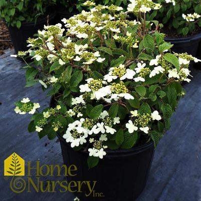 Viburnum Plicatum Var Tomentosum Steady Eddy - View 11 from www redcrocus com