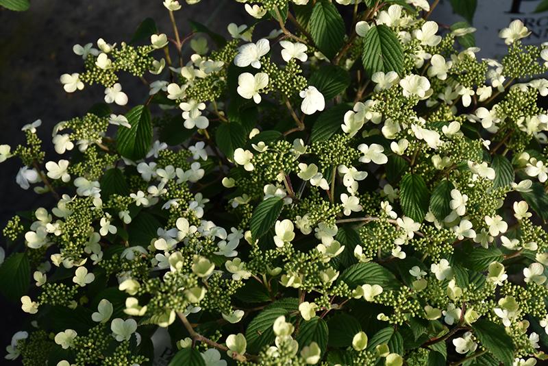 Viburnum Plicatum Var Tomentosum Steady Eddy - View 12 from www redcrocus com