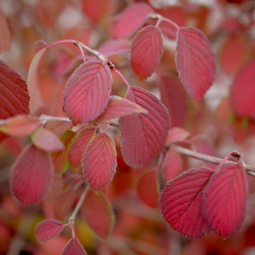 Viburnum Plicatum Var Tomentosum Steady Eddy - View 15 from www redcrocus com