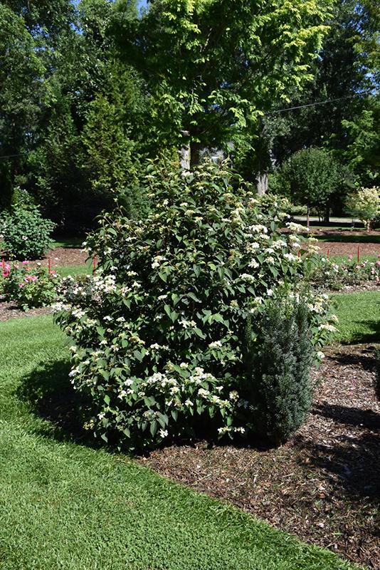 Viburnum Plicatum Var Tomentosum Steady Eddy - View 15 from www redcrocus com