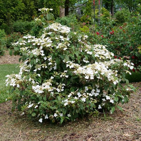Viburnum Plicatum Var Tomentosum Steady Eddy - View 16 from www redcrocus com