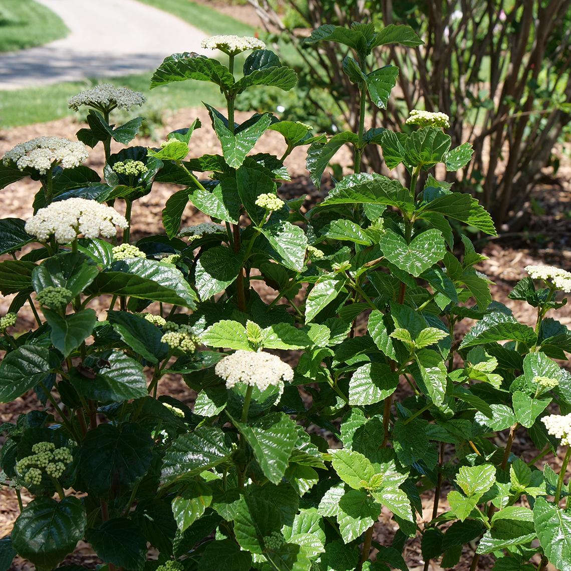 Viburnum Plicatum Var Tomentosum Steady Eddy - View 17 from www redcrocus com