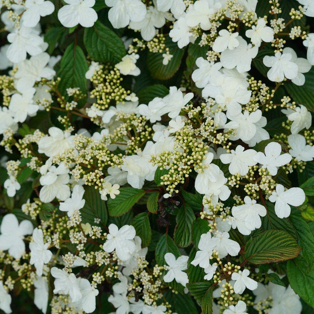 Viburnum Plicatum Var Tomentosum Steady Eddy - View 1 from www redcrocus com
