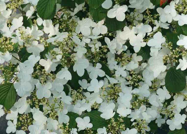 Viburnum Plicatum Var Tomentosum Steady Eddy - View 3 from www redcrocus com