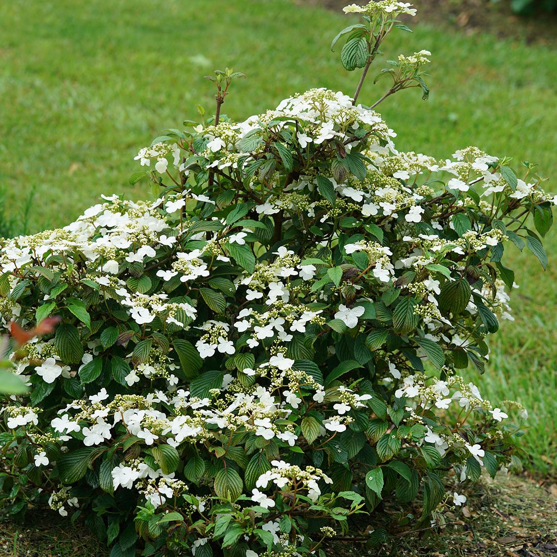 Viburnum Plicatum Var Tomentosum Steady Eddy - View 5 from www redcrocus com