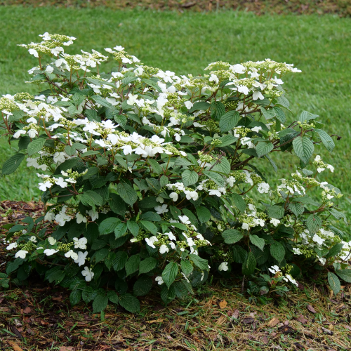 Viburnum Plicatum Var Tomentosum Steady Eddy - View 7 from www redcrocus com