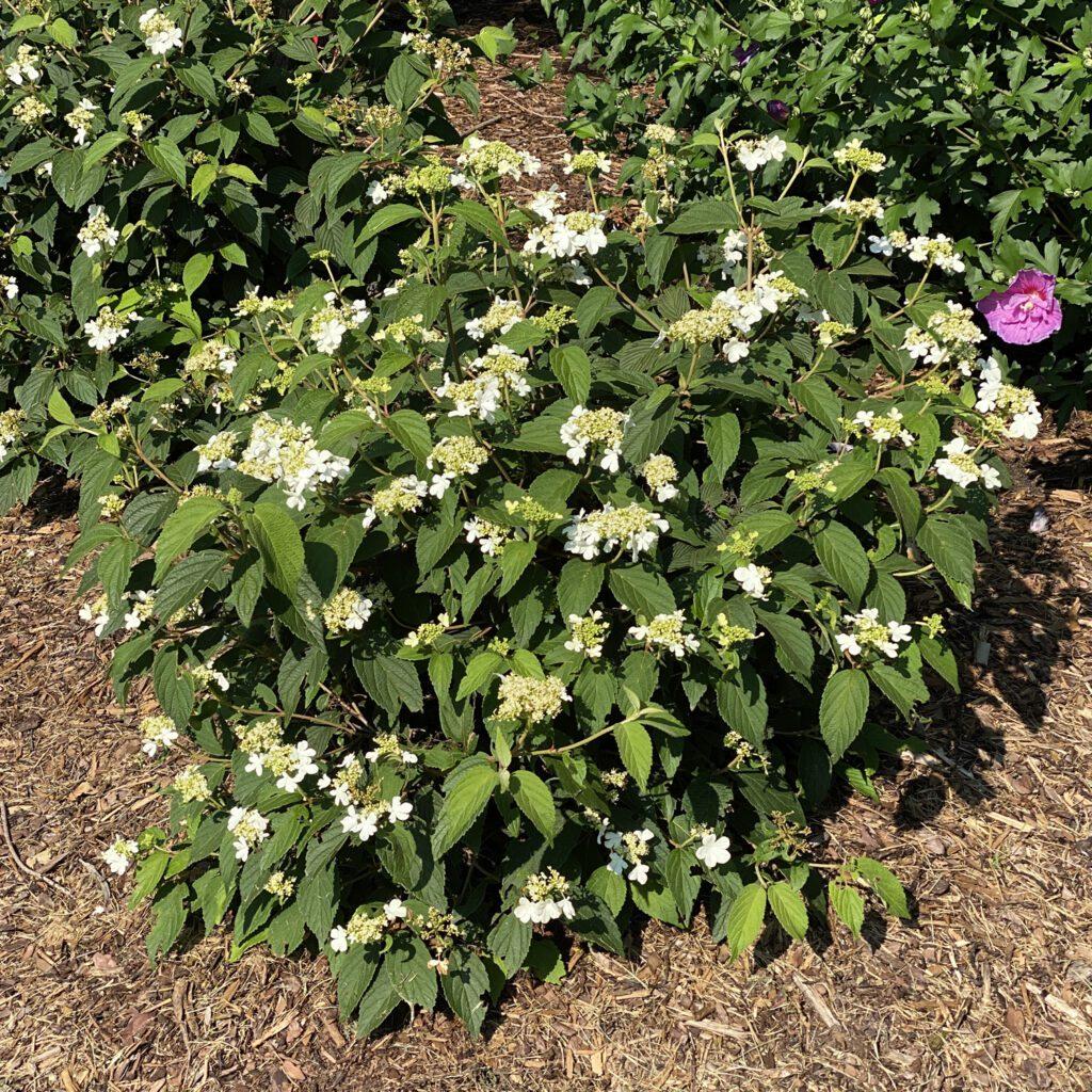 Viburnum Plicatum Var Tomentosum Steady Eddy - View 8 from www redcrocus com