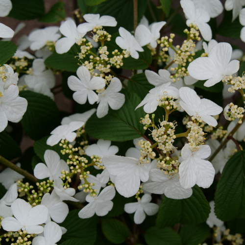 Viburnum Plicatum Var Tomentosum Steady Eddy - View 9 from www redcrocus com