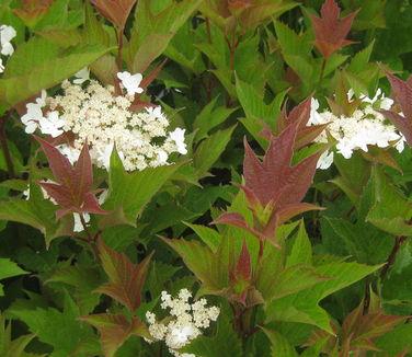 Viburnum Trilobum Compactum Bailey - View 13 from www redcrocus com