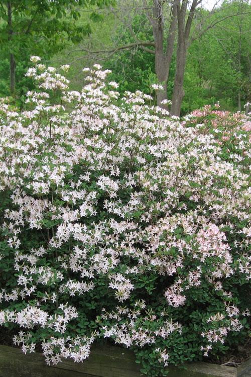 Azalea Atlanticum - View 9 from www redcrocus com