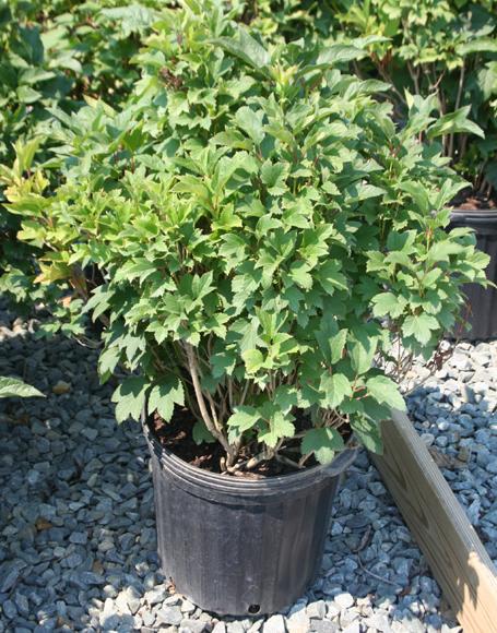 Viburnum Trilobum Compactum Bailey - View 11 from www redcrocus com