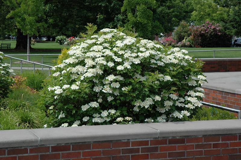 Viburnum Trilobum Compactum Bailey - View 3 from www redcrocus com