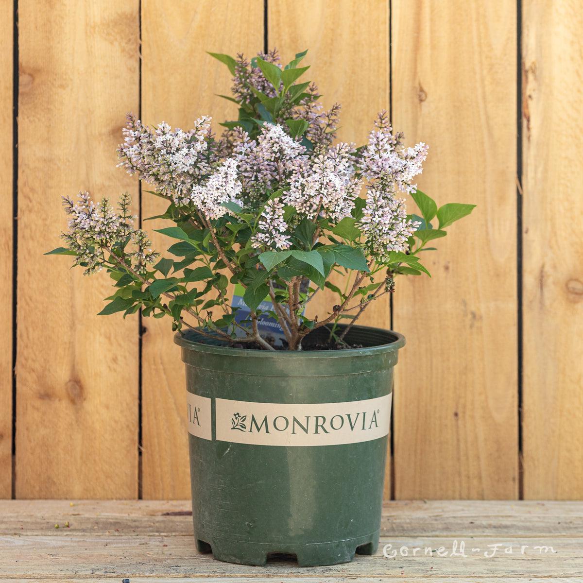 Syringa Patula Little Darling - View 4 from www redcrocus com