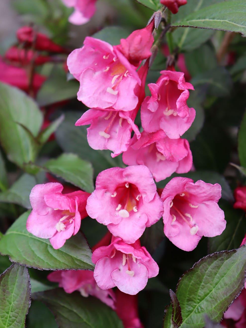 Weigela Florida 'sonic Bloom Wine' - View 10 from www redcrocus com