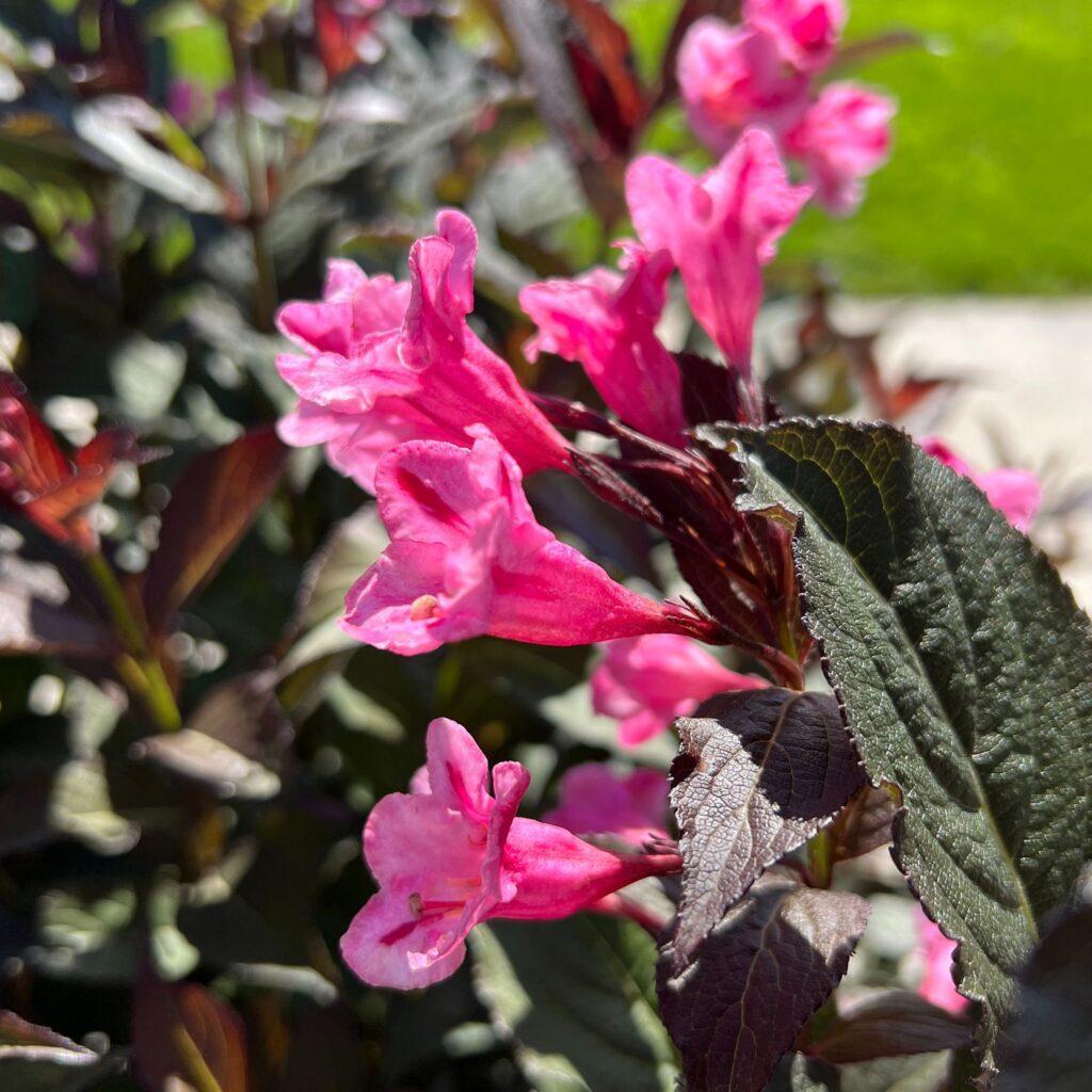 Weigela Florida 'sonic Bloom Wine' - View 11 from www redcrocus com