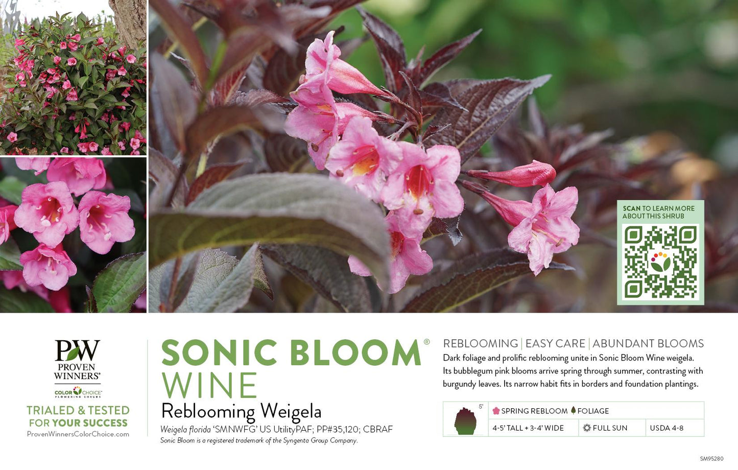Weigela Florida 'sonic Bloom Wine' - View 12 from www redcrocus com