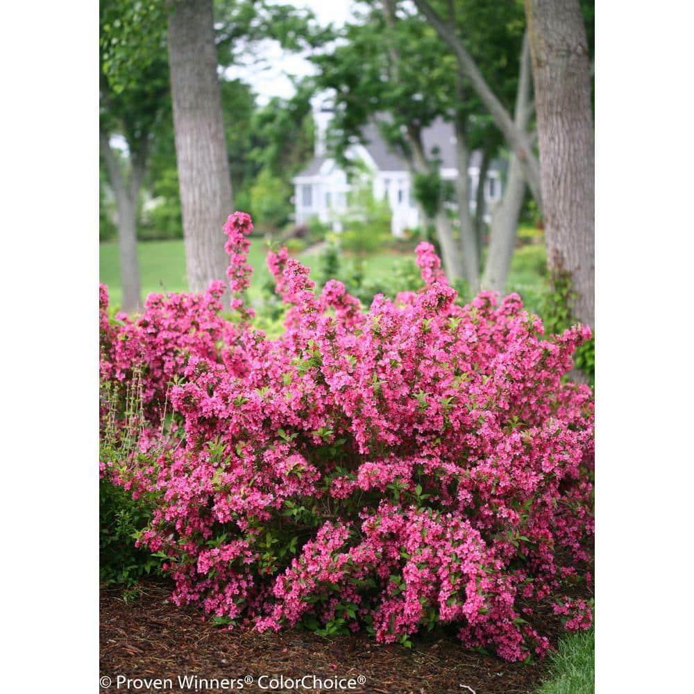 Weigela Florida 'sonic Bloom Wine' - View 13 from www redcrocus com