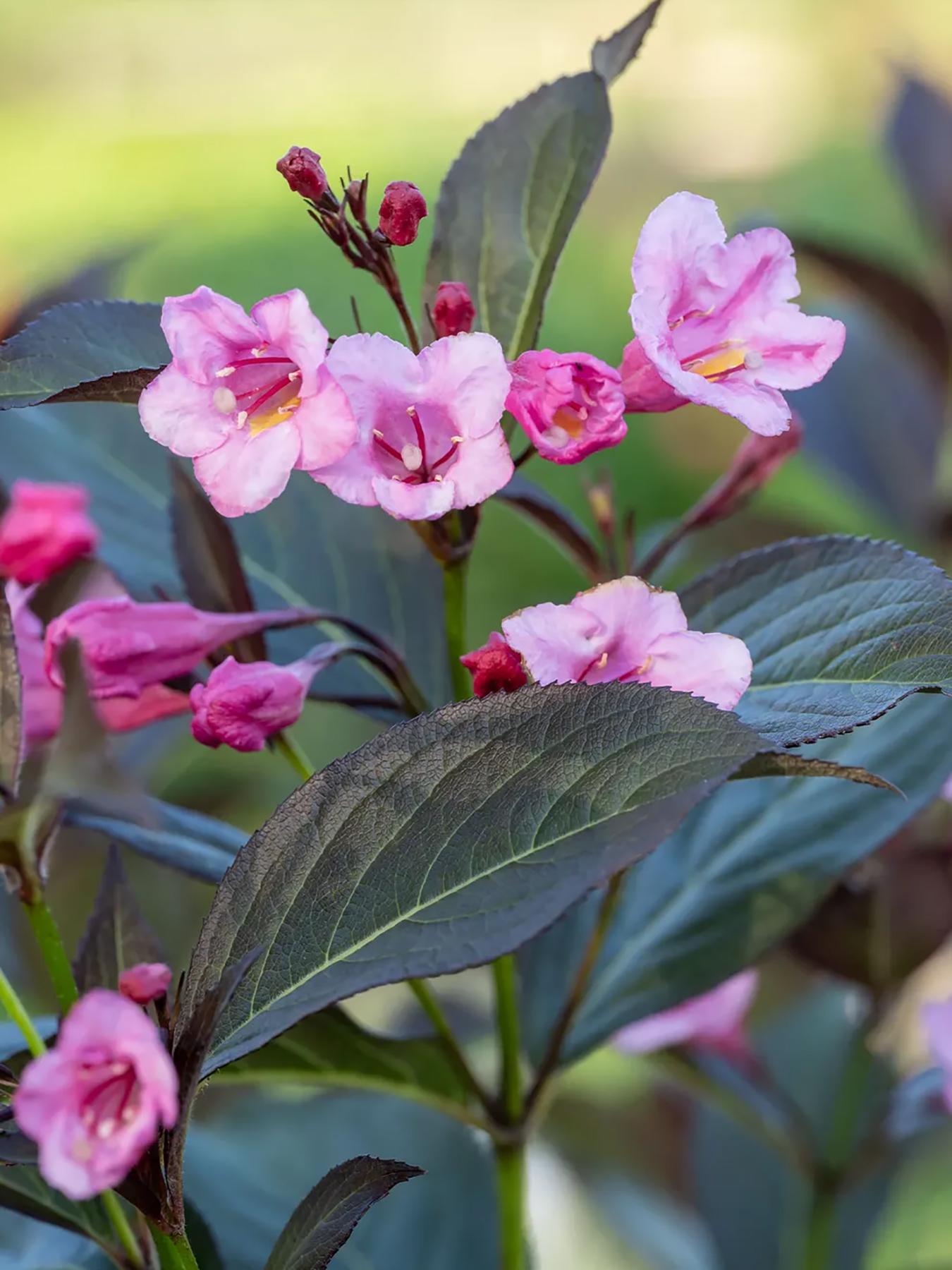 Weigela Florida 'sonic Bloom Wine' - View 15 from www redcrocus com