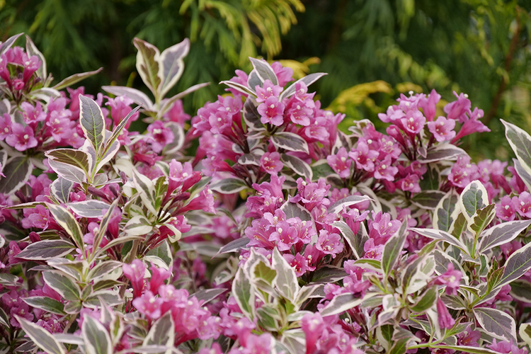 Weigela Florida 'sonic Bloom Wine' - View 15 from www redcrocus com