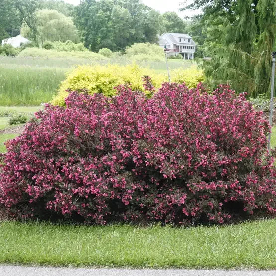Weigela Florida 'sonic Bloom Wine' - View 16 from www redcrocus com
