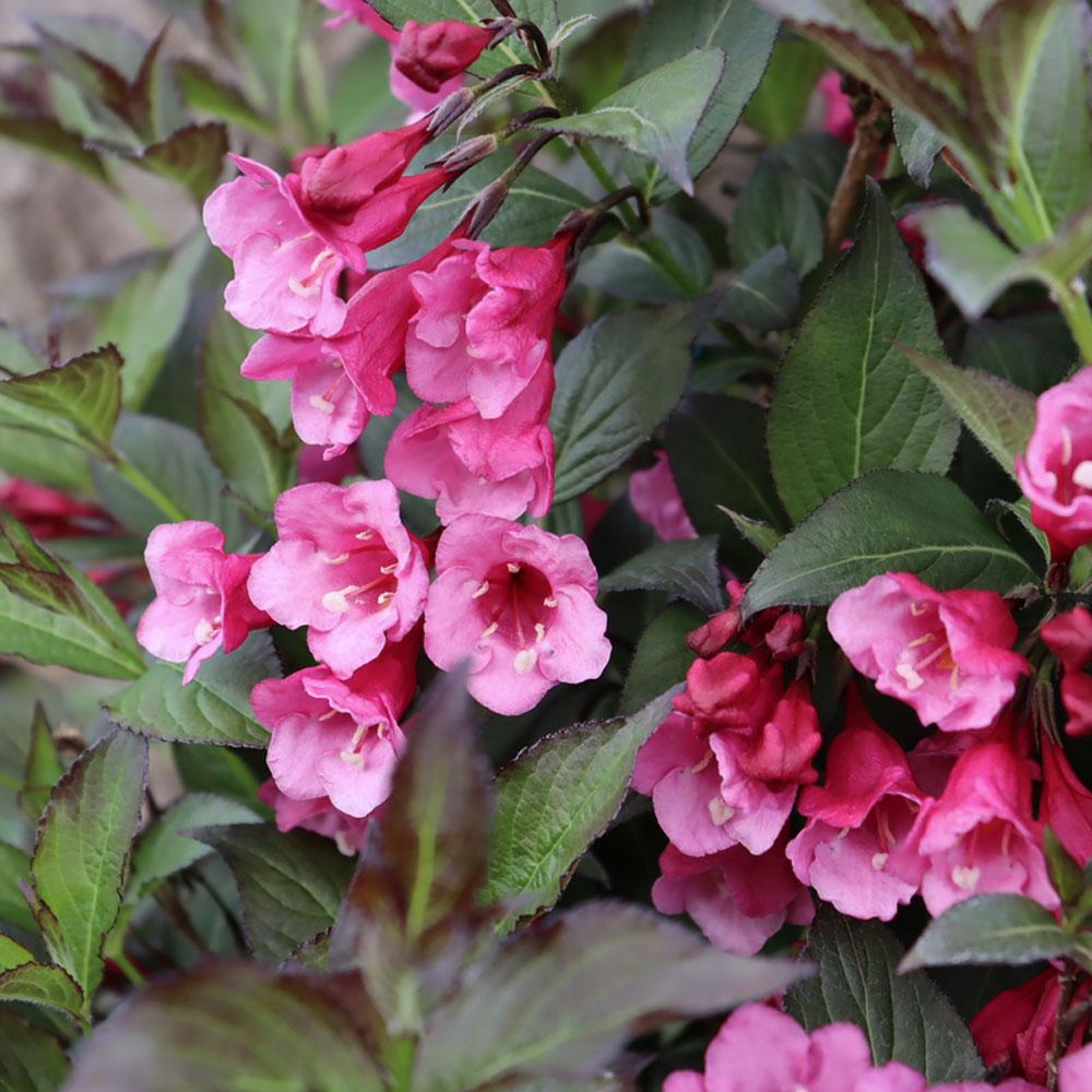 Weigela Florida 'sonic Bloom Wine' - View 16 from www redcrocus com
