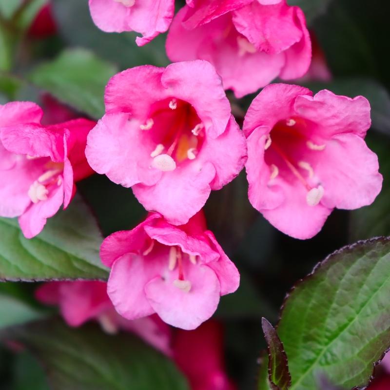 Weigela Florida 'sonic Bloom Wine' - View 17 from www redcrocus com