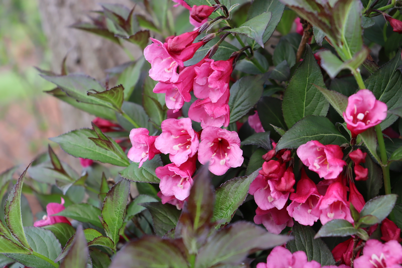 Weigela Florida 'sonic Bloom Wine' - View 19 from www redcrocus com