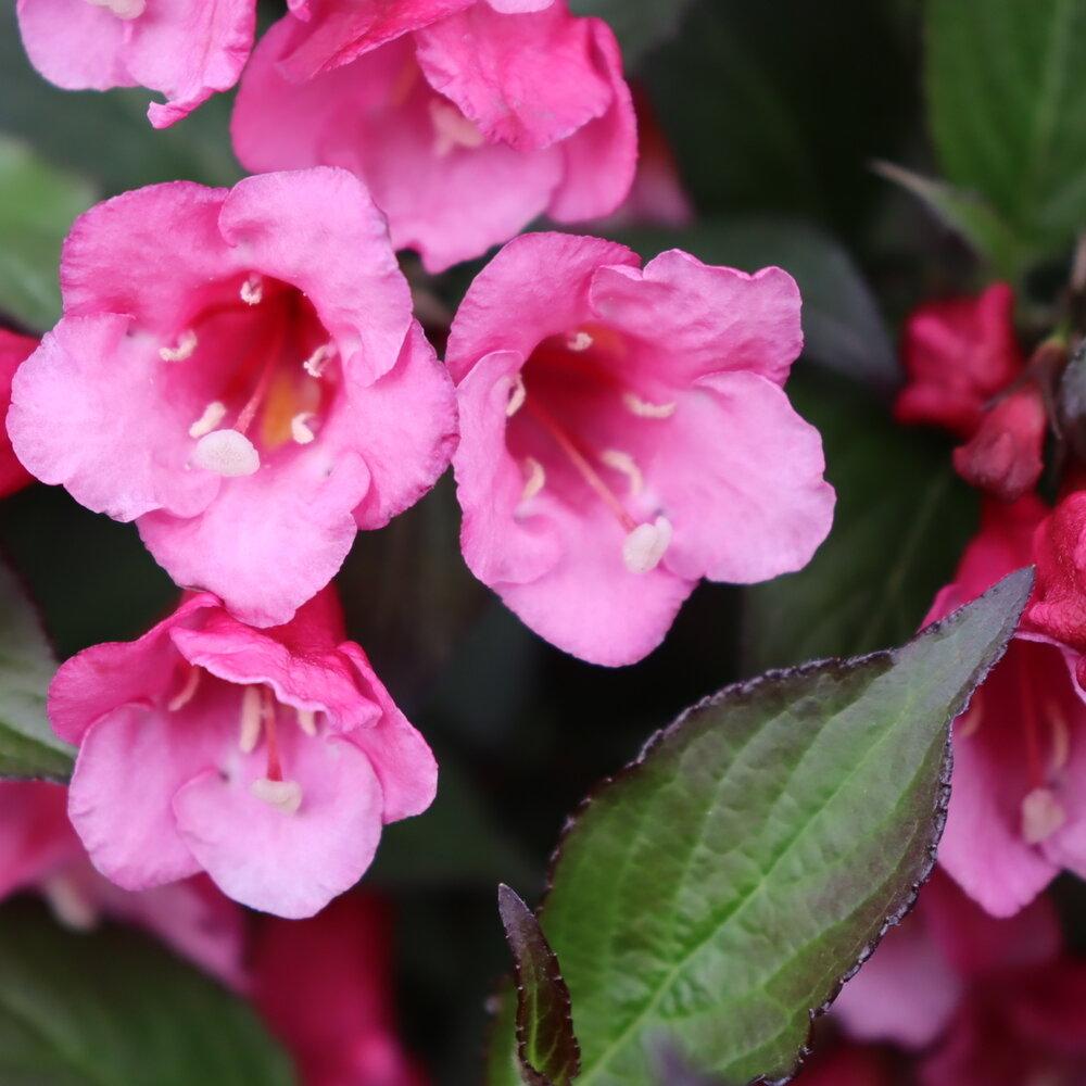 Weigela Florida 'sonic Bloom Wine' - View 1 from www redcrocus com
