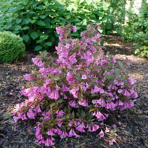 Weigela Florida 'sonic Bloom Wine' - View 2 from www redcrocus com