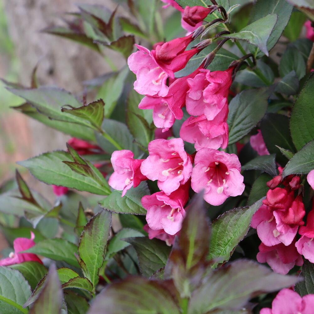 Weigela Florida 'sonic Bloom Wine' - View 3 from www redcrocus com