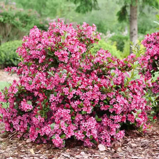 Weigela Florida 'sonic Bloom Wine' - View 4 from www redcrocus com