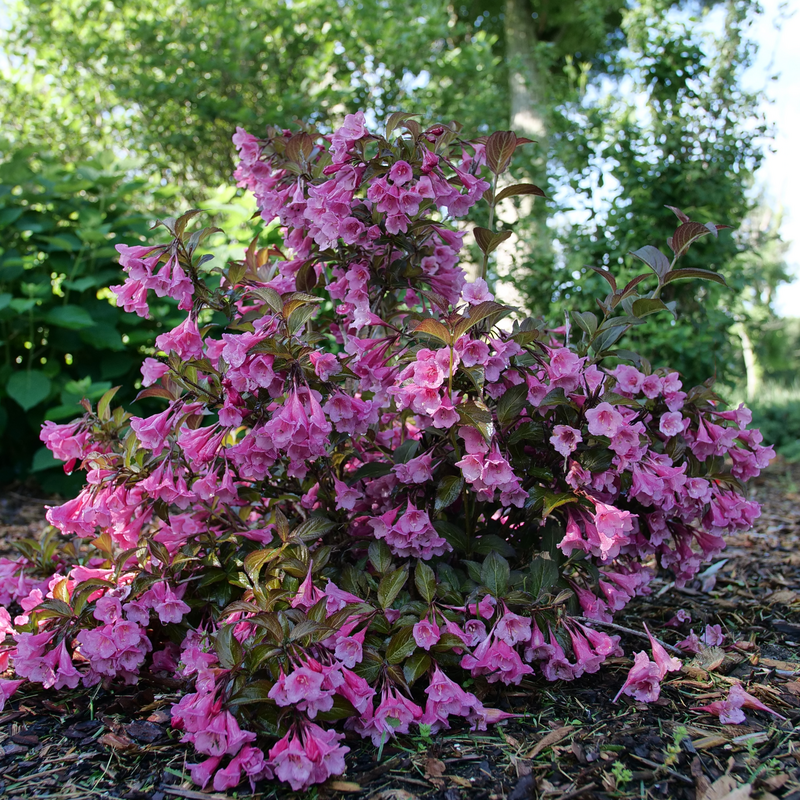 Weigela Florida 'sonic Bloom Wine' - View 4 from www redcrocus com