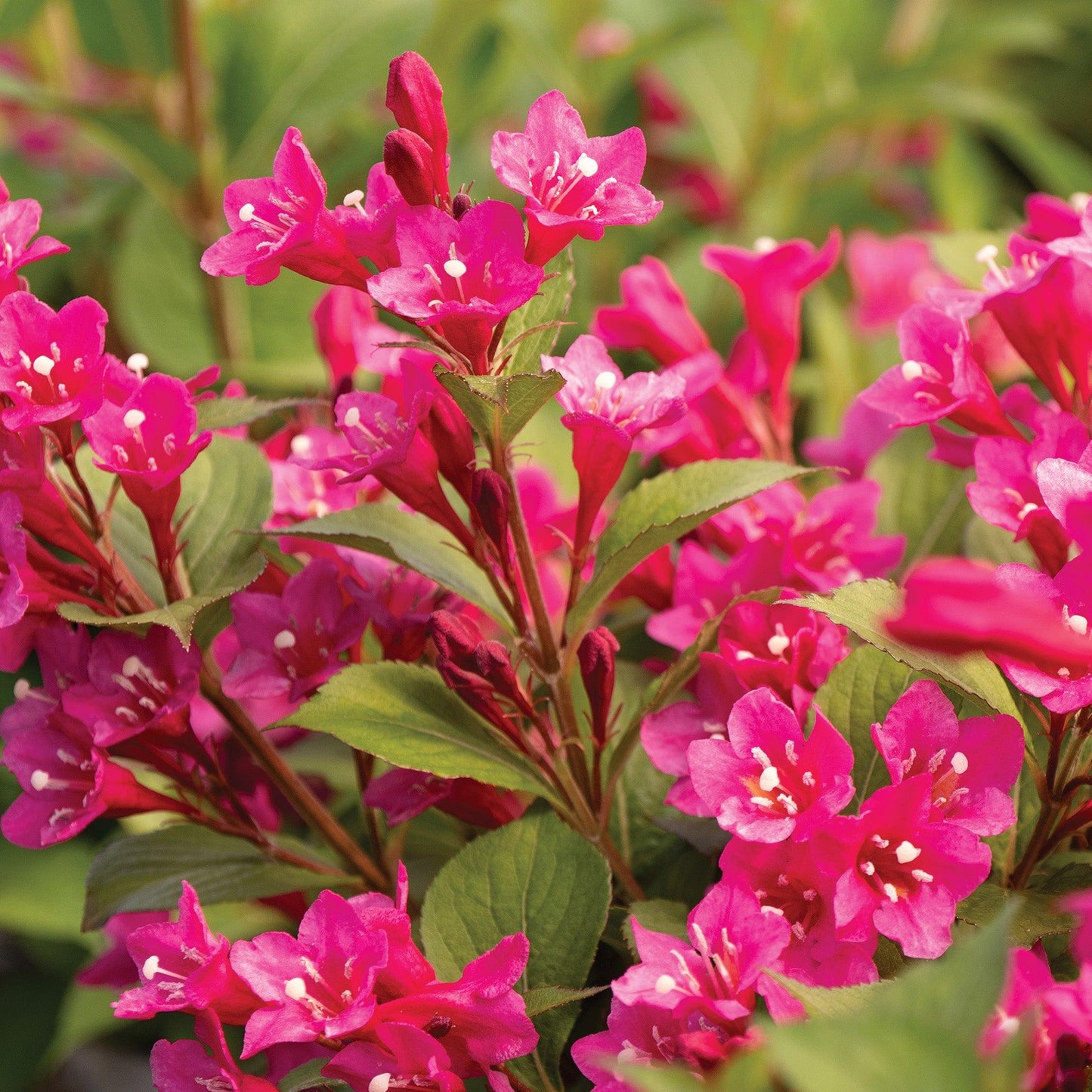 Weigela Florida 'sonic Bloom Wine' - View 5 from www redcrocus com