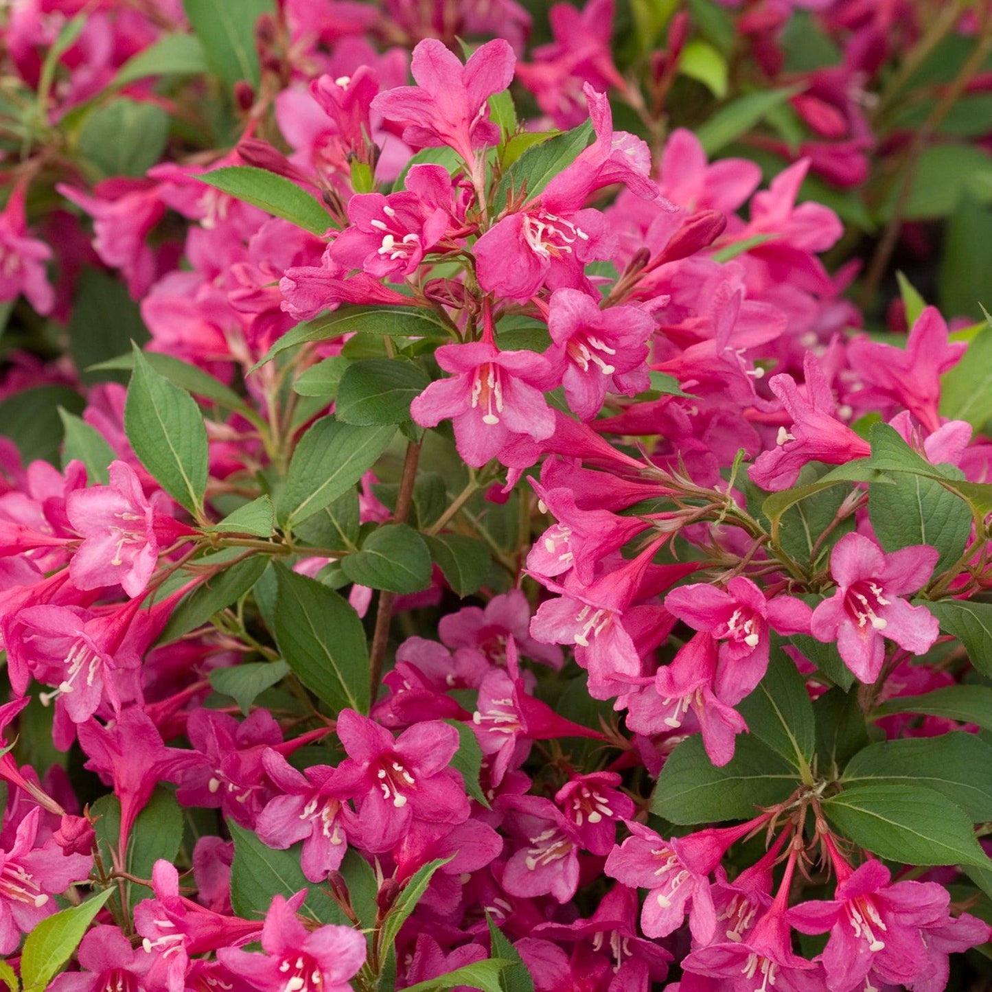Weigela Florida 'sonic Bloom Wine' - View 6 from www redcrocus com