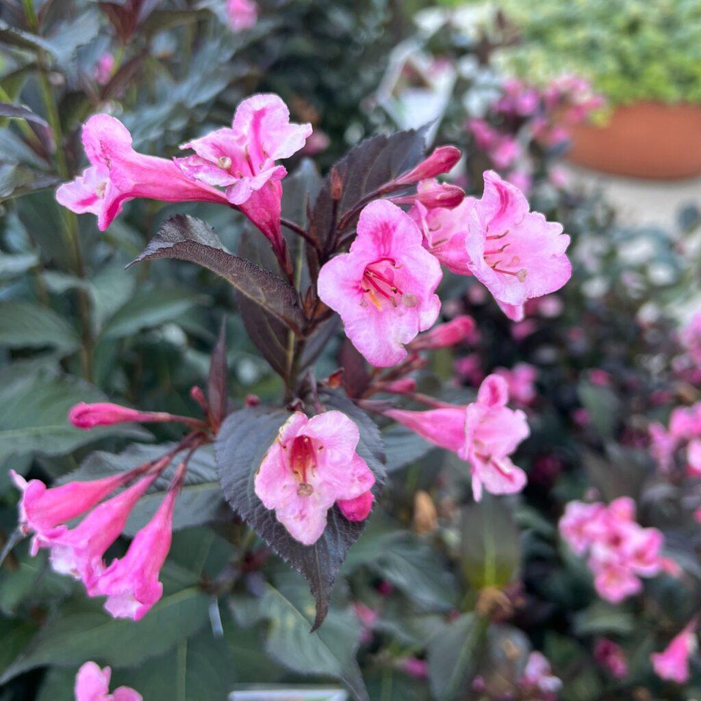 Weigela Florida 'sonic Bloom Wine' - View 7 from www redcrocus com