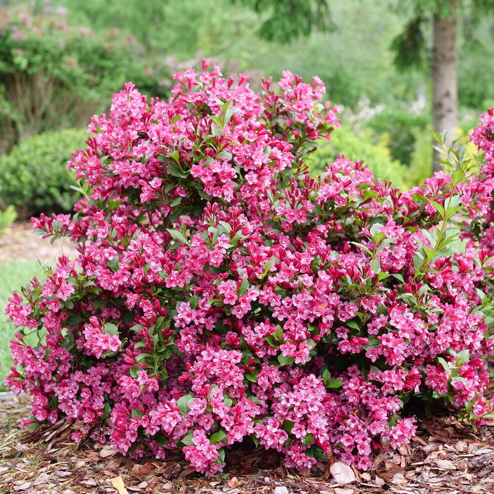 Weigela Florida 'sonic Bloom Wine' - View 8 from www redcrocus com