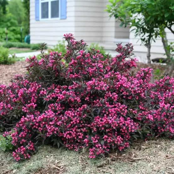 Weigela Florida 'sonic Bloom Wine' - View 9 from www redcrocus com