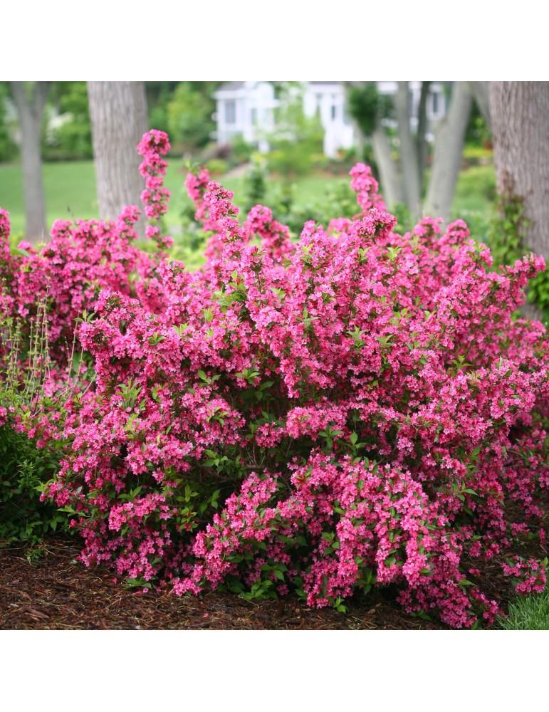 Weigela Florida 'sonic Bloom Wine' - View 9 from www redcrocus com