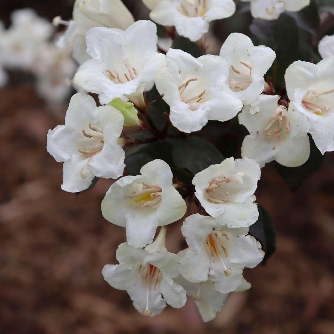 Weigela Florida 'wine And Spirits' - View 10 from www redcrocus com