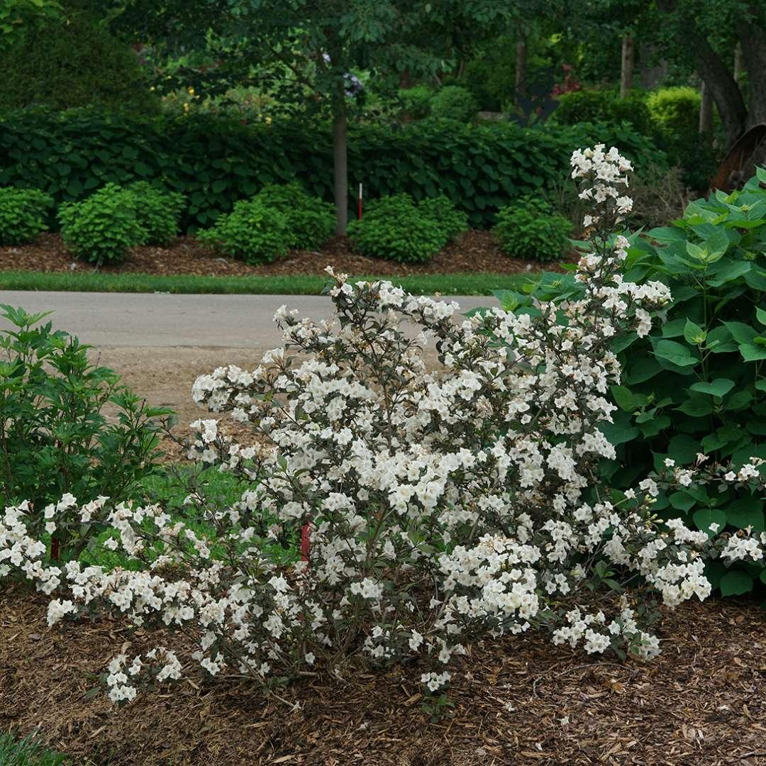 Weigela Florida 'wine And Spirits' - View 11 from www redcrocus com