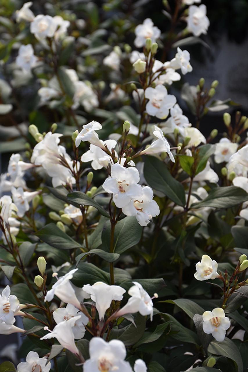 Weigela Florida 'wine And Spirits' - View 12 from www redcrocus com