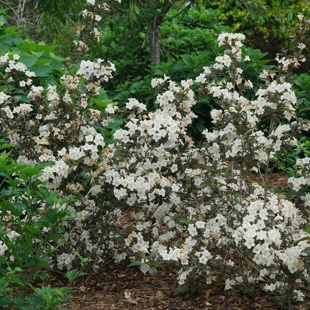 Weigela Florida 'wine And Spirits' - View 13 from www redcrocus com