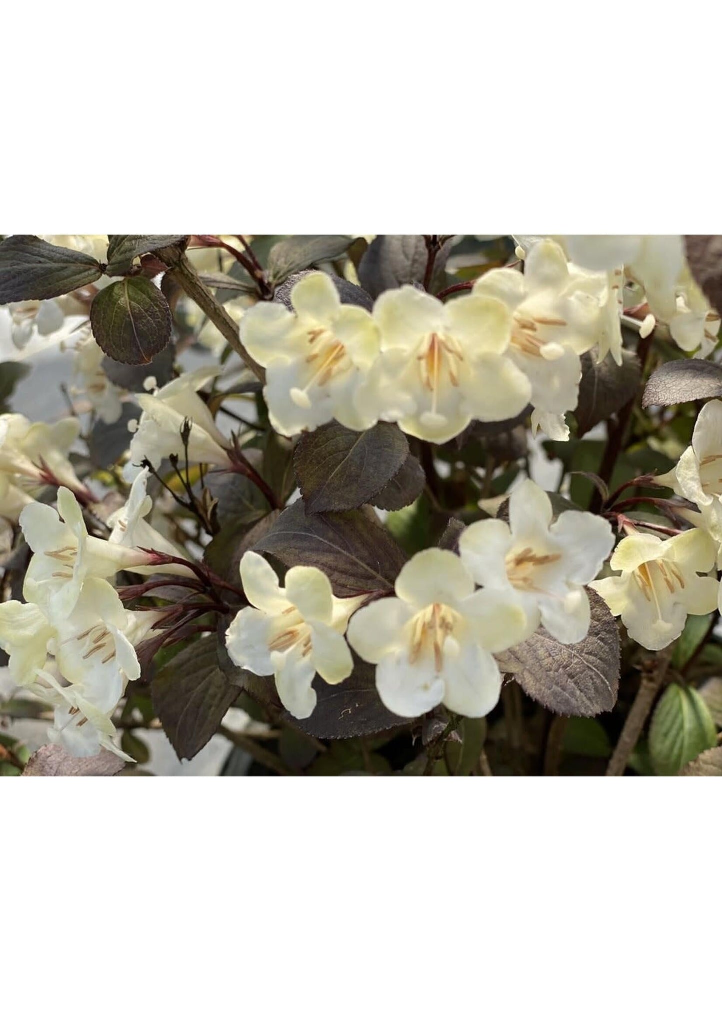 Weigela Florida 'wine And Spirits' - View 14 from www redcrocus com