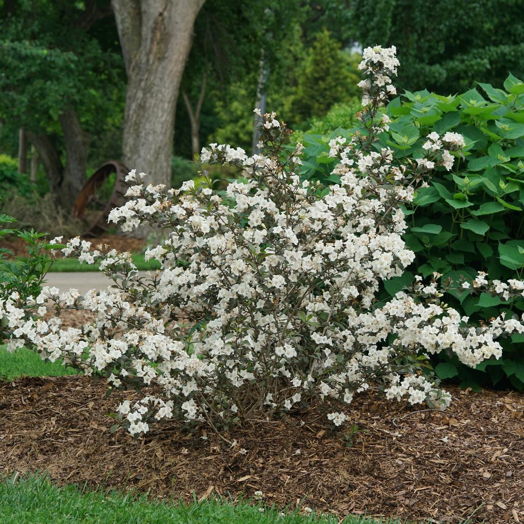 Weigela Florida 'wine And Spirits' - View 15 from www redcrocus com