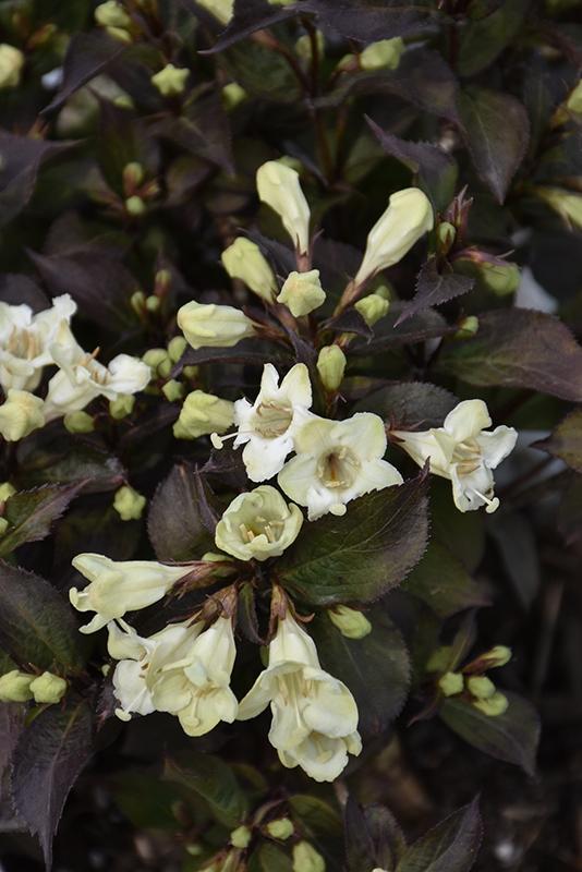 Weigela Florida 'wine And Spirits' - View 16 from www redcrocus com