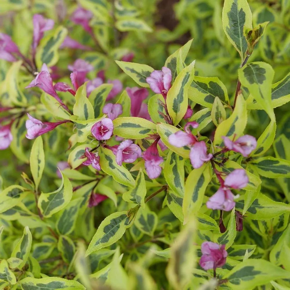 Weigela Florida 'wine And Spirits' - View 17 from www redcrocus com