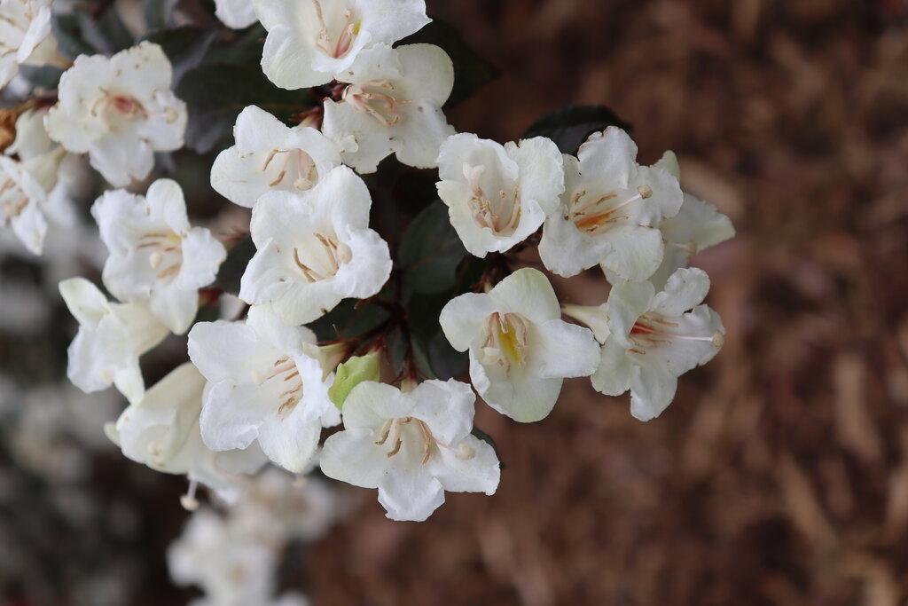 Weigela Florida 'wine And Spirits' - View 19 from www redcrocus com